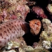 eel_moray_barredfin_nus_h_0705_png1798.jpg